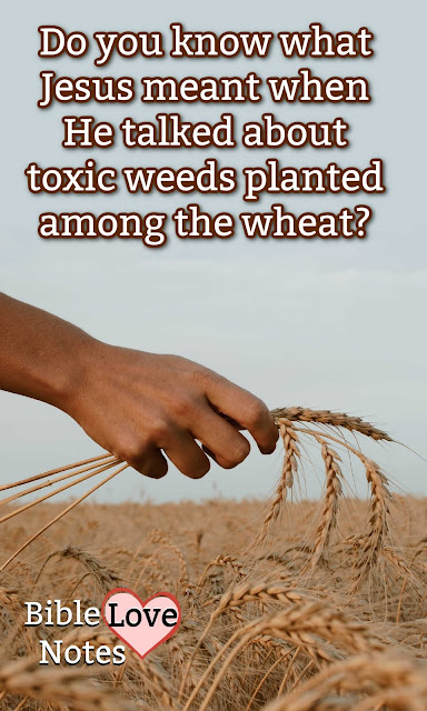 It's important to understand what Jesus meant when He said that Satan planted toxic weeds among the wheat.