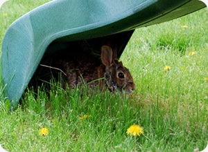 rabbitinyard