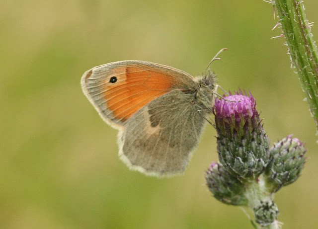 Coenonympha pamphilus, Kleines Wiesenvögelchen