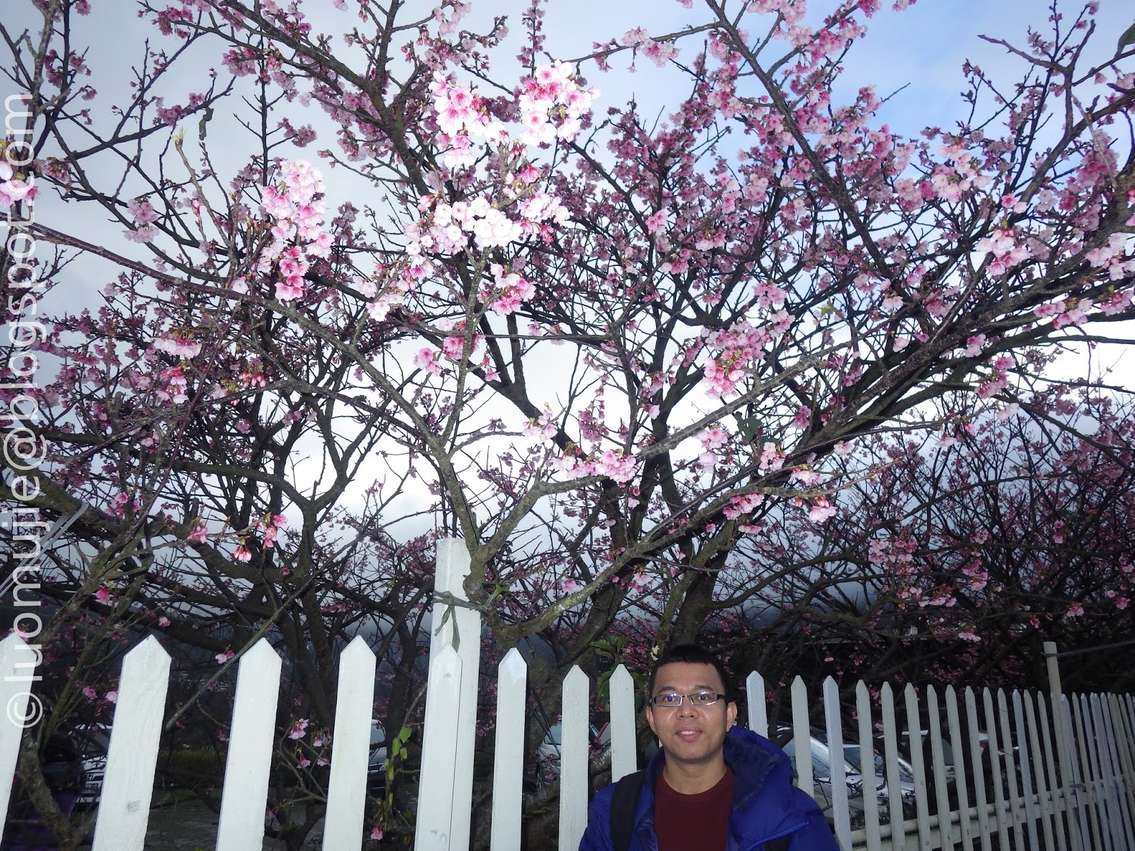 Taiwan cherry blossoms