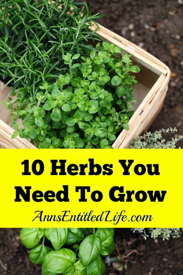 Best DIY Projects : 10 Herbs You Need To Grow - Fresh herbs have a long