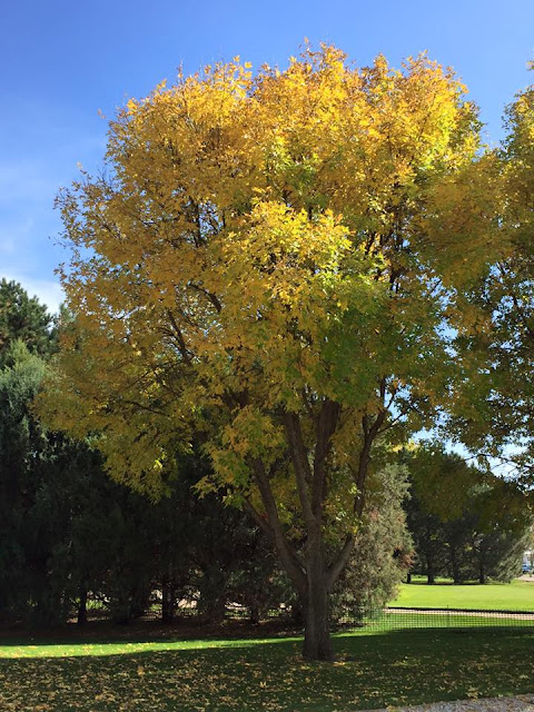 Autumn foliage in my yard.