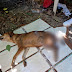Homem é preso após negar ajuda para o próprio cachorro em Manaus