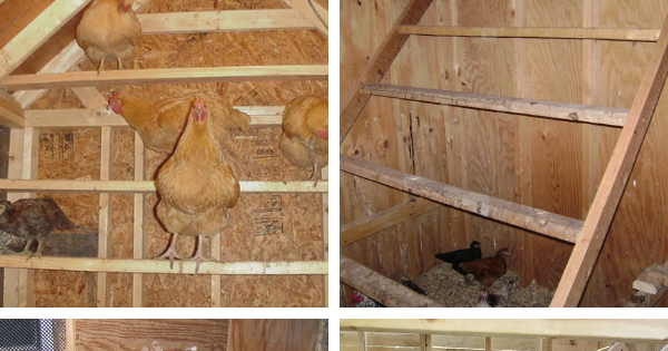  Chicken Coop Roost - What is the Best Size And How You Can 