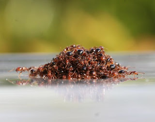 Cara Para Semut Selamat Dari Banjir Besar