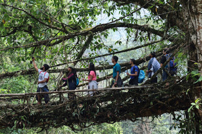 Living Roots Bridge/Meghalaya/istock image