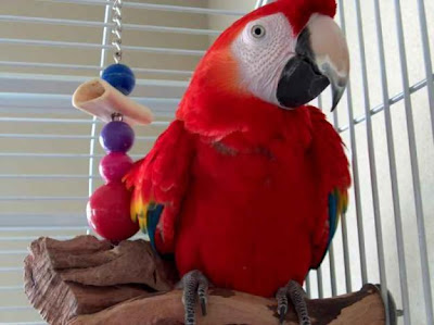 Parrots for sale