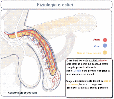 Fiziologia erectiei