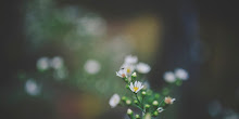 Close up Photo White Petaled Flower