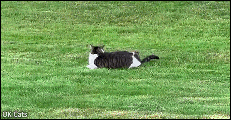 Funny Cat GIF • Cat was hunting a chipmunk, when he let it go, the chipmunk kept jumping on his back and finally escaped