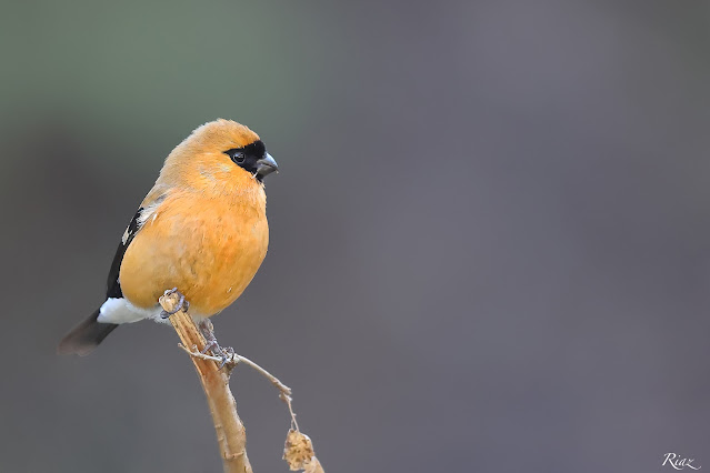 Orange Bullfinch