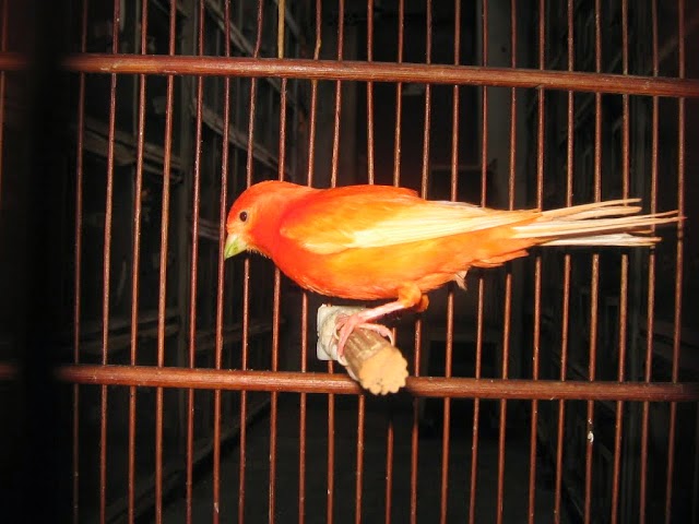 5 Burung Kicau Termahal dan Terpopuler di Indonesia