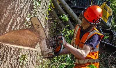 Arborist Melbourne