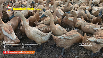 Jual Indukan Itik Siap Telur Super - PT. Bandar Bebek Sumatera