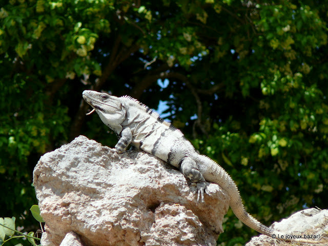 Mexique - site maya  d'Uxmal