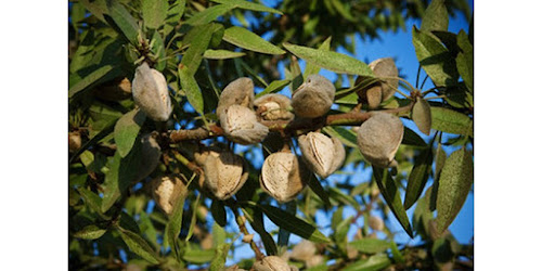 JUAL KACANG ALMOND Halmahera Utara