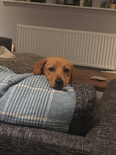 A puppy with their face looking over the couch cushion.