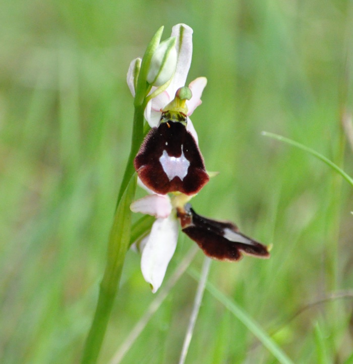 Ophrys bertolonii