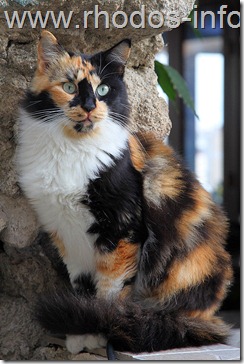 b-katzen5