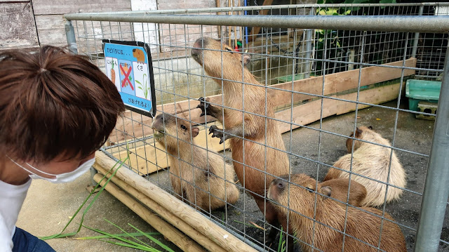 ネオパークオキナワ 沖縄 ふれあい広場 カピバラ