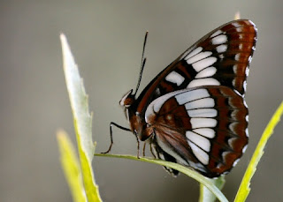 Lorquin's Admiral