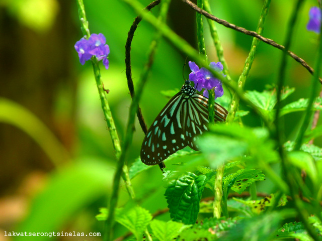 THE ECO-TOURISM SITE OF LAKE KENYIR