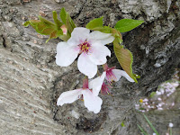 寝屋川公園の桜 ガゼボの丘