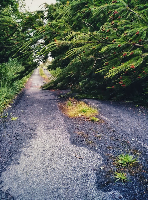 pine tree, fallen across a road