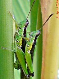 grasshopper_belalang_Oxya chinensis 4