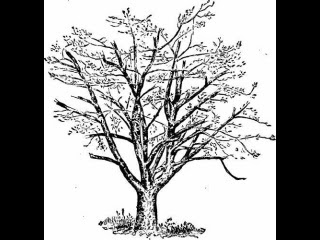 Menggambar Pohon Psikotes Semburat Warna