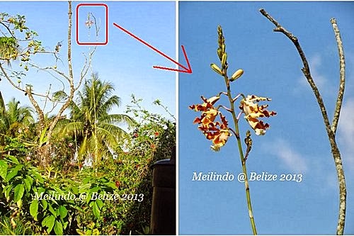 Belize 13 14 伯利茲 貝里斯 野生蘭花 牛角蘭bullhorn Orchid