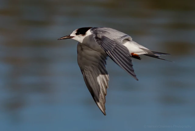Common Tern in Flight Woodbridge Island Vernon Chalmers Photography