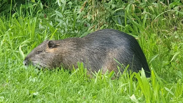 Nutria