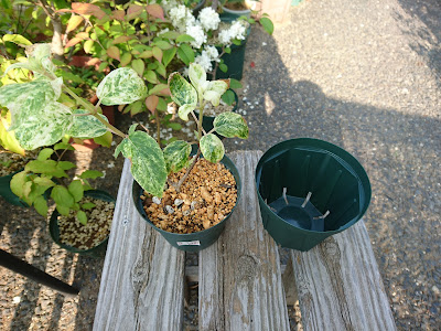 ノリウツギ　小さな鉢植え
