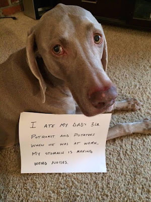 Funny Dog Shaming : sorry that i ate your supper