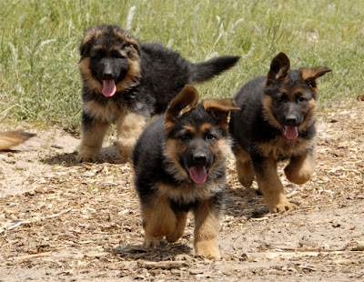 German Shepherd Dogs Pictures