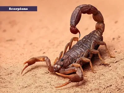 scorpions with 8 eyes