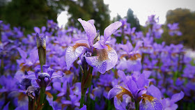 giardino dell'iris firenze foto