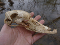 Swan Skull