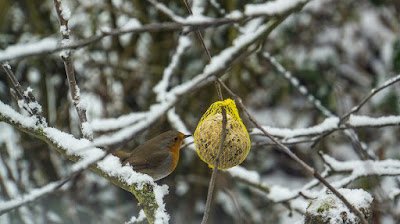 Feeding birds in the garden during winter