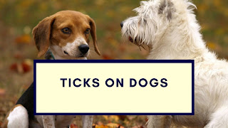 ticks on dogs