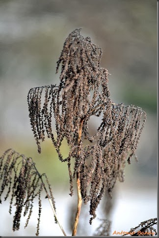 ARUNCUS DIOICUS _DSC5136x1