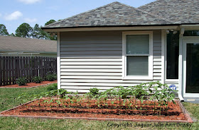 Sunflower Plants Prospering in the Ground April 28, 2013