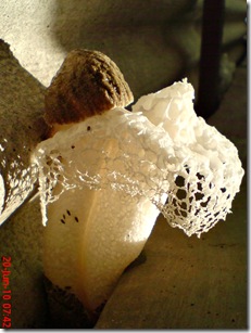 weird mushroom 018