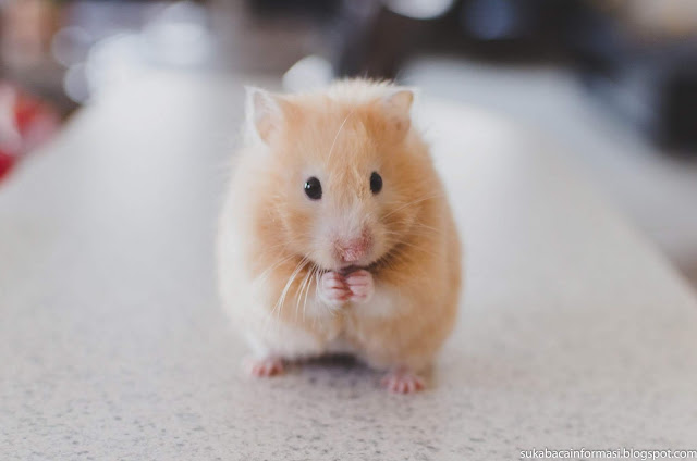 foto hamster