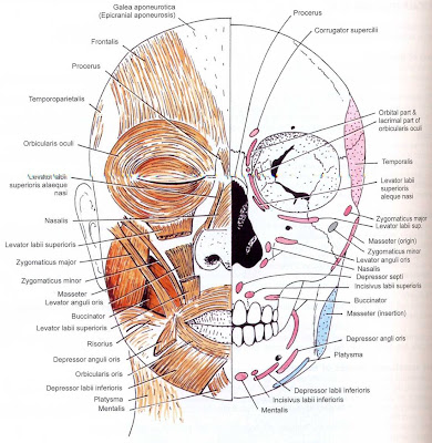 arteries in neck diagram. overlying Identify the external carotid artery and neck, examine the neck About the face and turky neck structures anatomy of youaug Are the diagram