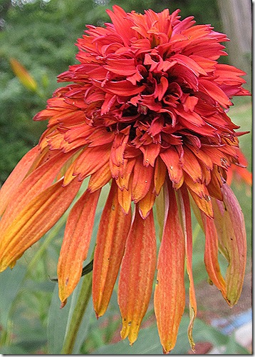 Echinacea_HotPapaya_July2