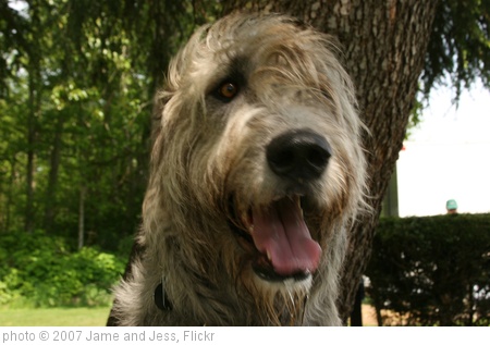 'Irish Wolfhound Show 034' photo (c) 2007, Jame and Jess - license: http://creativecommons.org/licenses/by-sa/2.0/