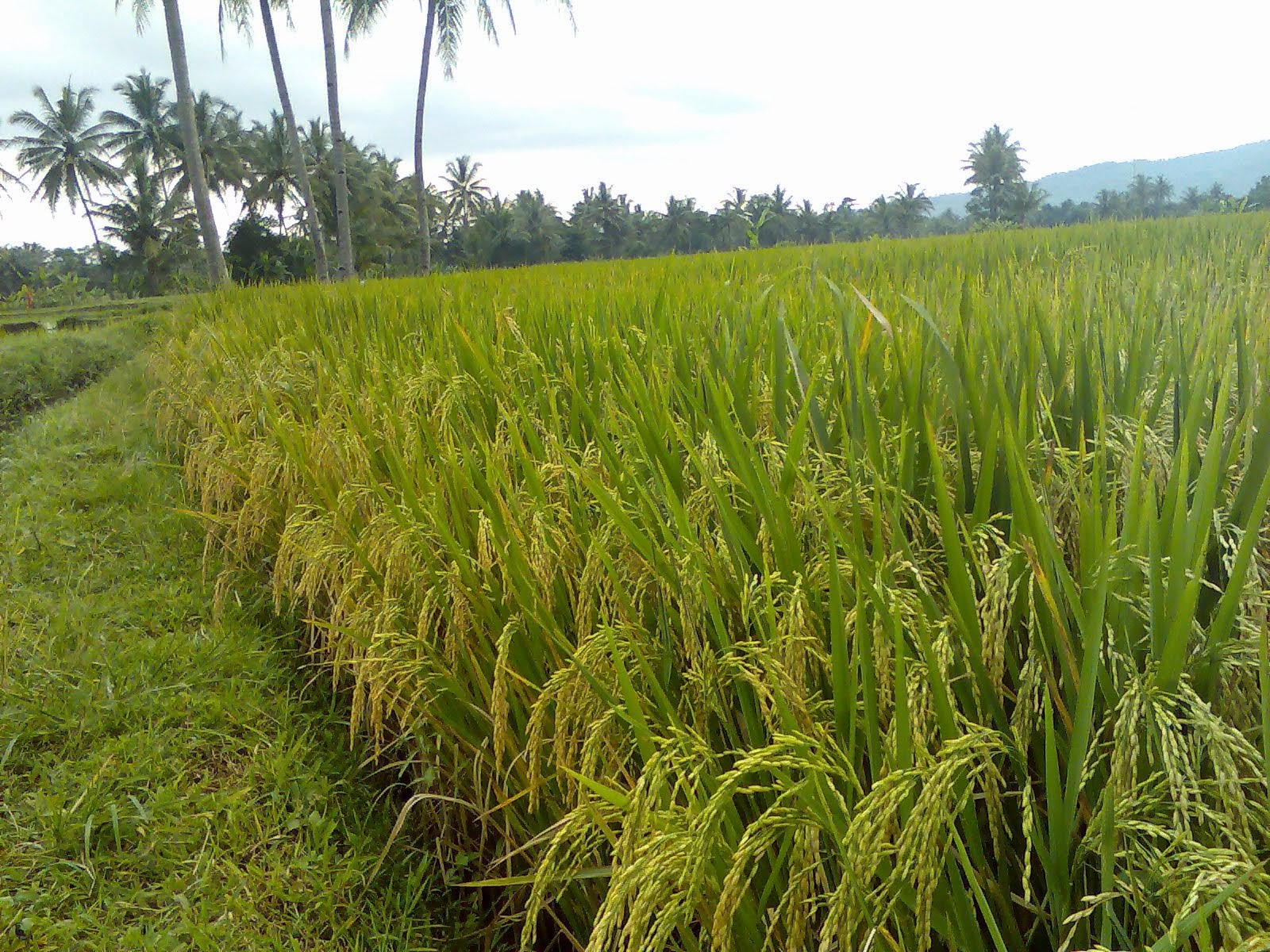 Majalengka Utara Diproyeksikan sebagai Centra Pertanian 