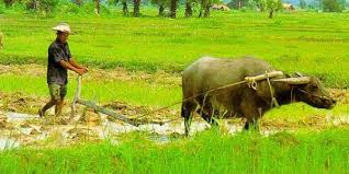 Petani Ciamis Tetap Bertahan Dengan Bajak Tradisional